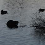 Beavers and Ducks /   